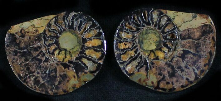 Iron Replaced Ammonite Fossil Pair #27481